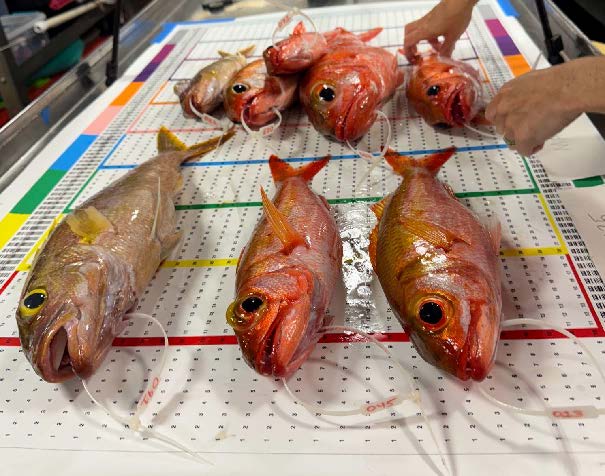 Bottomfish that were caught in a standardized research fishing survey are tagged and laid out on a photomat for length measurements before biological samples are taken for life history research